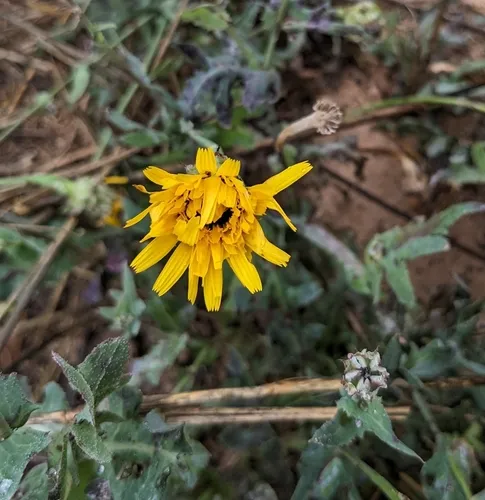 False Sowthistle