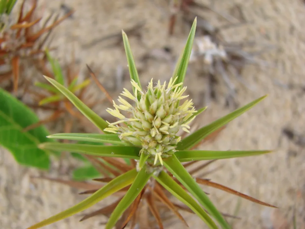 Beachstar — photo by Marcia Stefani