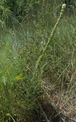 White Upright Mignonette