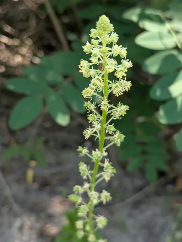 Yellow Mignonette