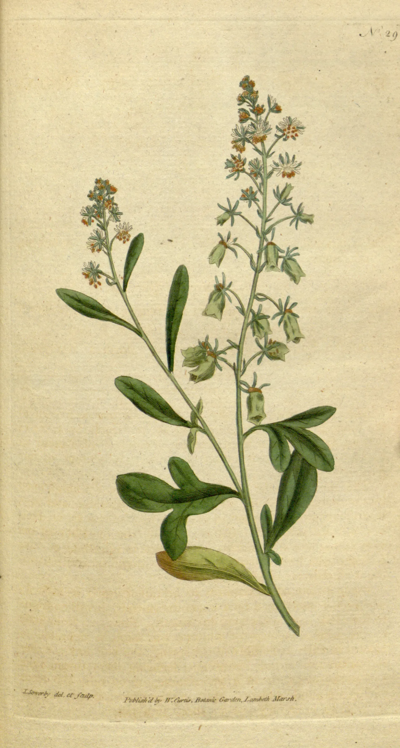 Garden Mignonette — photo by James Sowerby / William Curtis