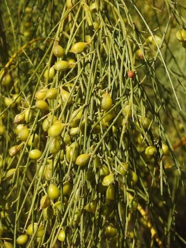 Bridal Broom — photo by Duarte Frade