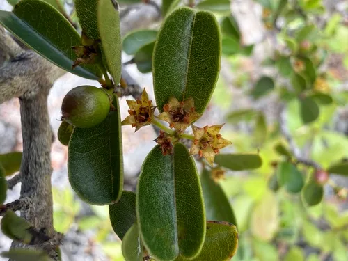 Sloe — photo by Omar Monzon Carmona