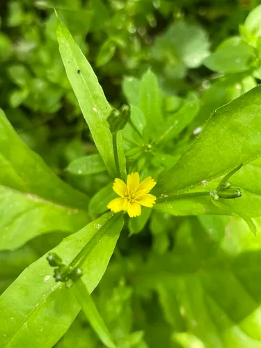 Endive Daisy — photo by Arya Aras
