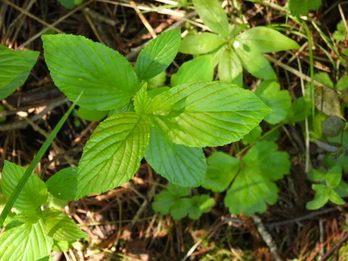 Alderleaf Buckthorn