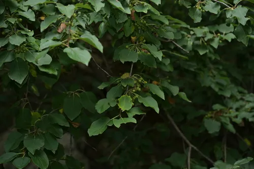 Sharp-tooth Buckthorn — photo by 红梅