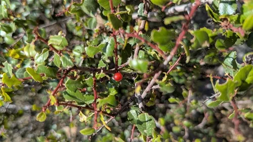 Redberry Buckthorn