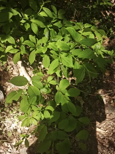 Dahurian Buckthorn — photo by temnurus