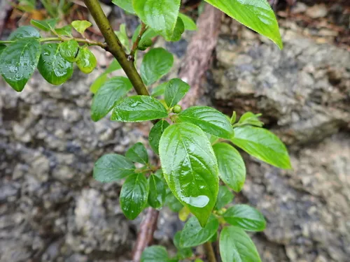 Lanceleaf Buckthorn
