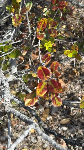 Island Redberry