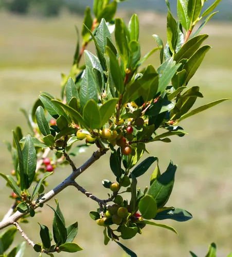 Smith's Buckthorn