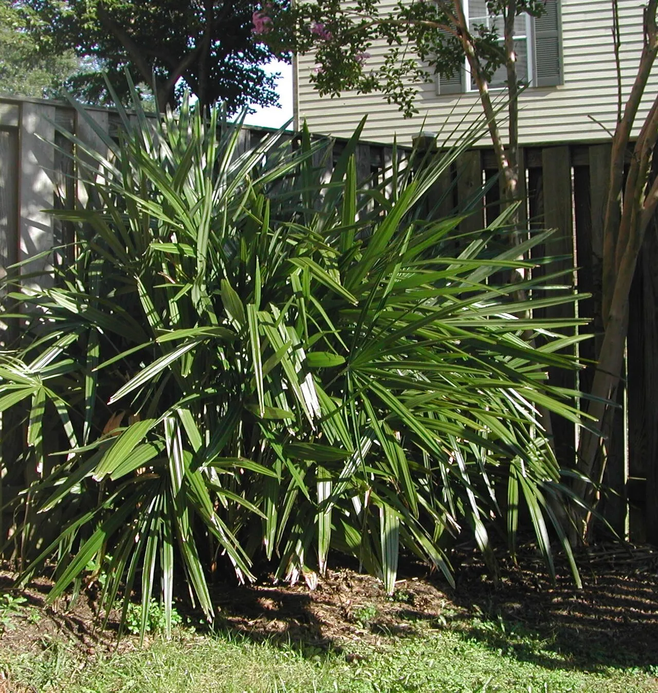 Needle Palm — photo by Wikimedia Commons