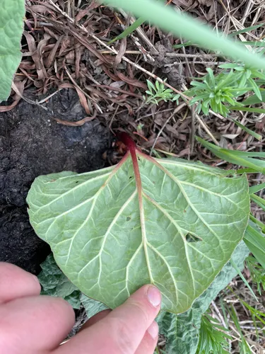 Garden Rhubarb — photo by Simon