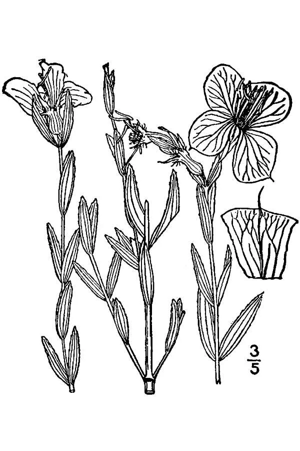 Awnpetal Meadowbeauty