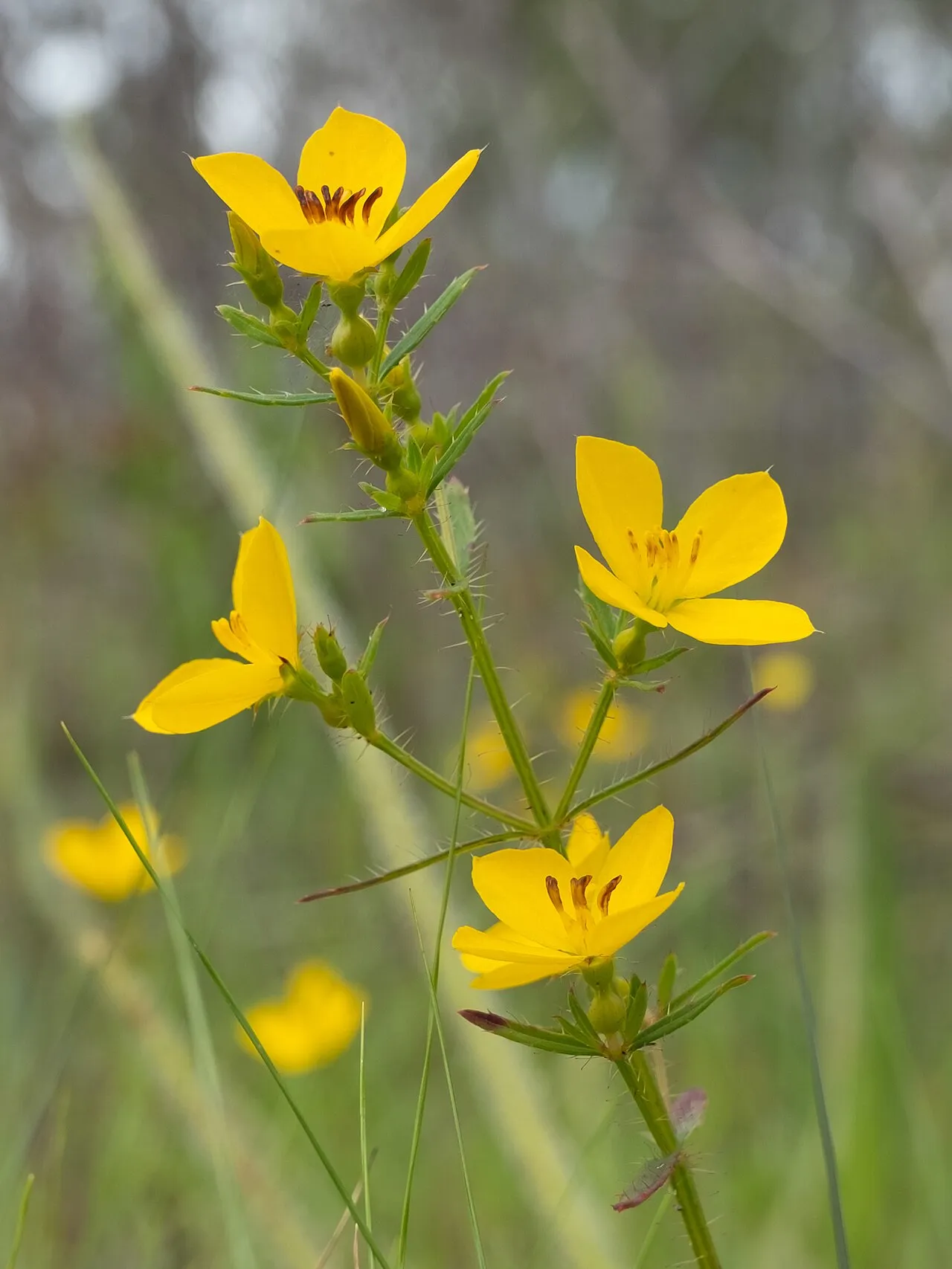 Yellow Meadowbeauty — photo by Alex Abair