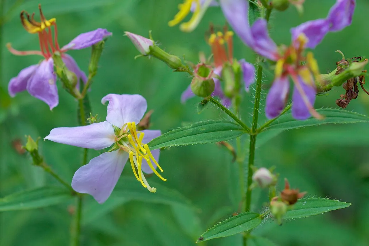 Maryland Meadowbeauty