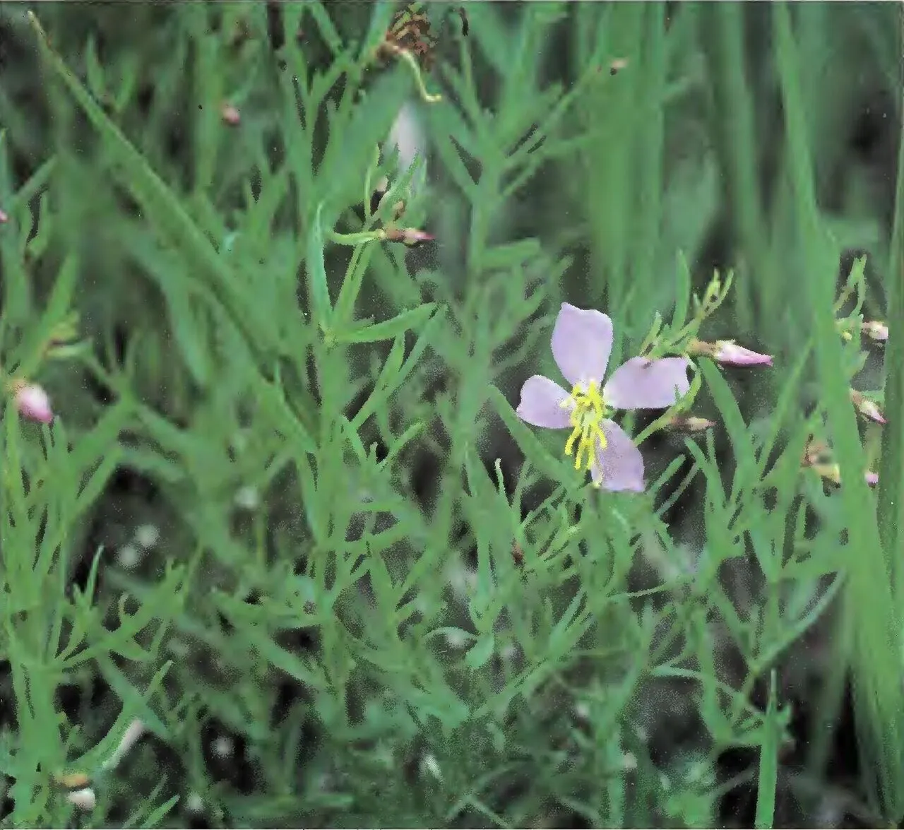 Panhandle Meadowbeauty