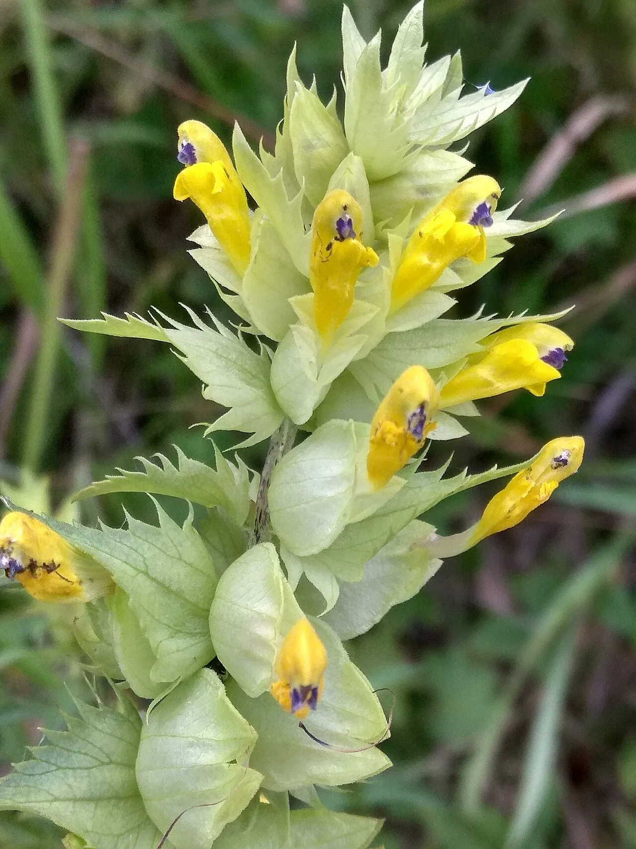 European Yellow Rattle — photo by Maxim Shashkov