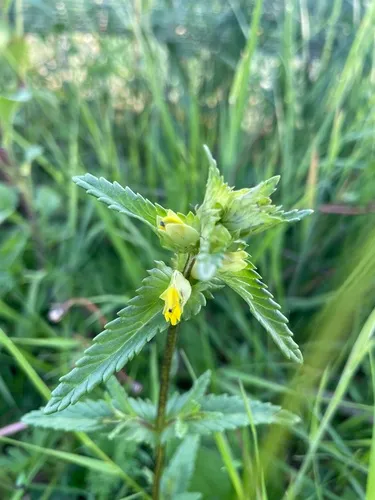 Little Yellow Rattle