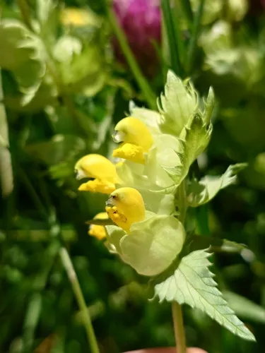 Late-flowering Yellow Rattle