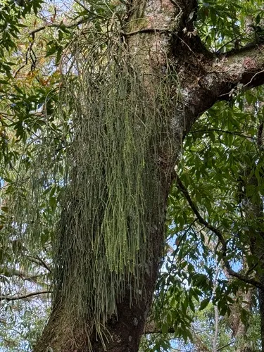Mistletoe Cactus — photo by ashleyrsteel