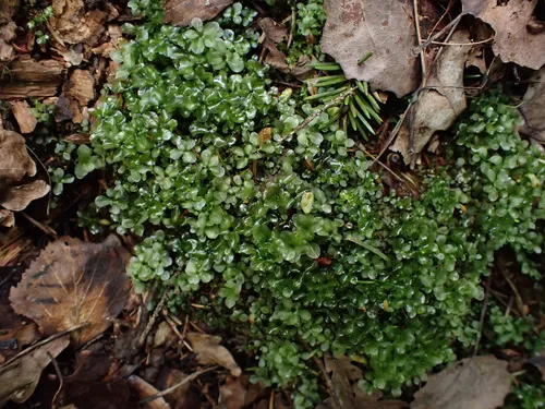 Rhizomnium Moss — photo by Иван Матершев