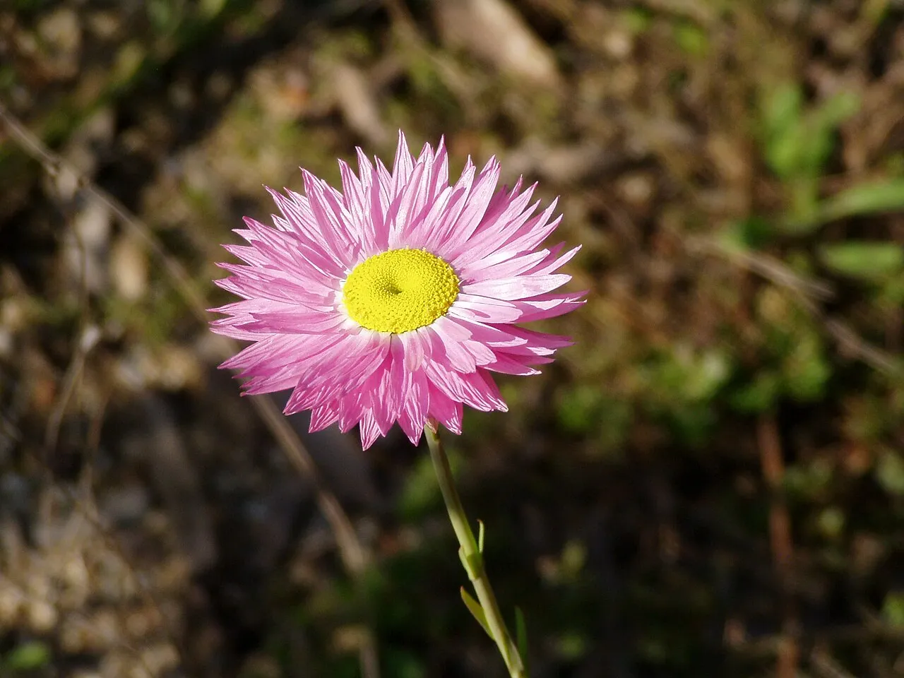 Rosy Sunray (subsp. rosea) — photo by No machine-readable author provided. Dlanglois assumed (based on copyright cl…