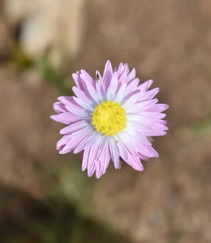 Rosy Sunray — photo by Sam Beddome