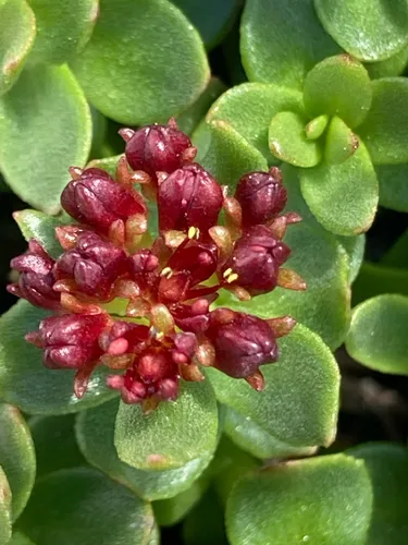 Ledge Stonecrop