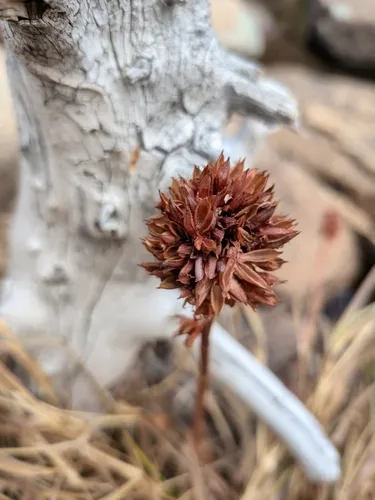 Redpod Stonecrop