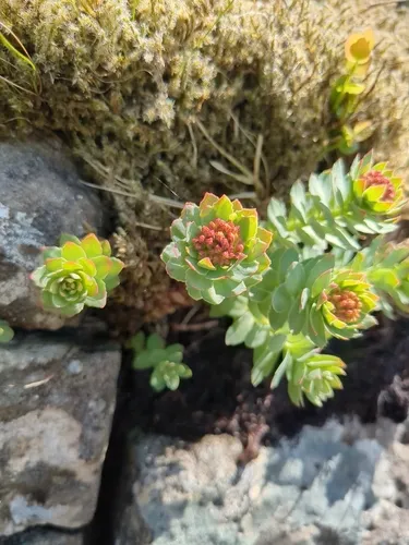 Roseroot Stonecrop — photo by joe_and_rowan