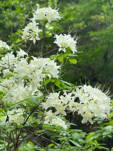 Alabama Azalea