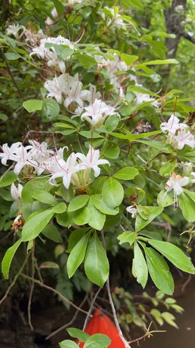 Smooth Azalea — photo by TreeFloyd
