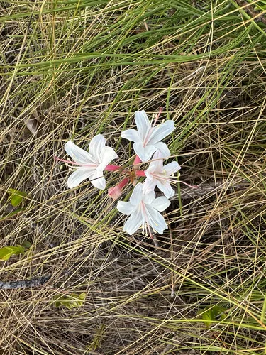 Dwarf Azalea — photo by Stephen