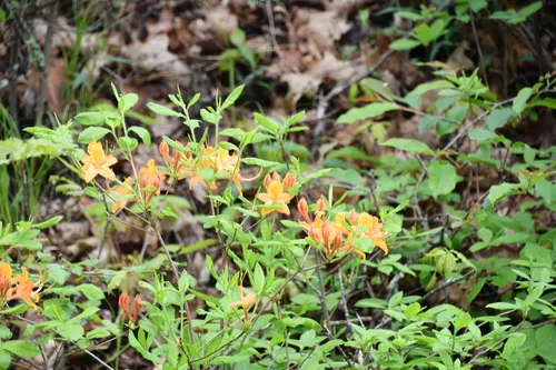 Flame Azalea — photo by Randy Bodkins