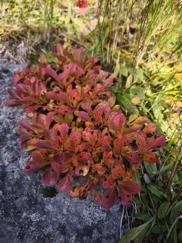 Kamchatka Rhododendron (subsp. camtschaticum) — photo by Дмитрий