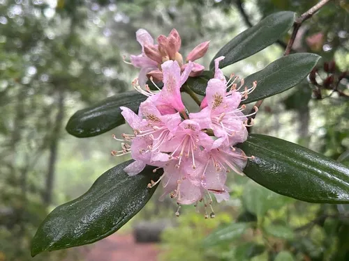 Carolina Azalea