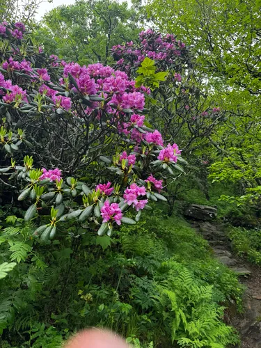 Catawba Rosebay