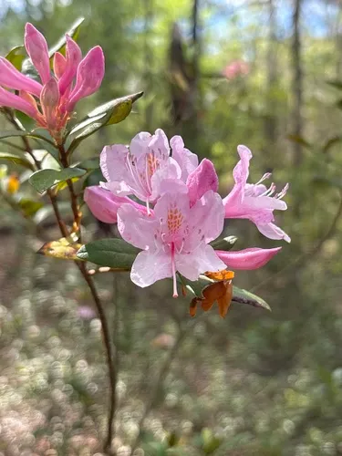 Chapman's Rhododendron