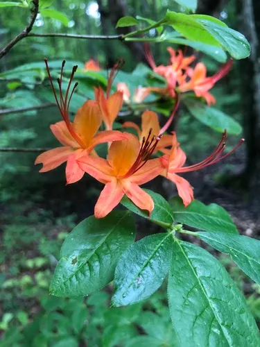 Cumberland Rhododendron