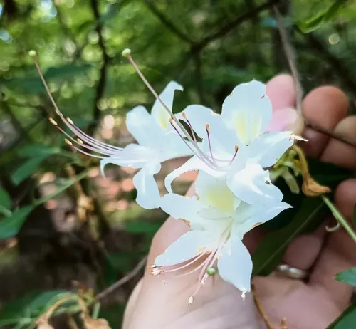 Santee Azalea — photo by Raven Dandridge