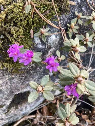 Lapland Rosebay — photo by upinus