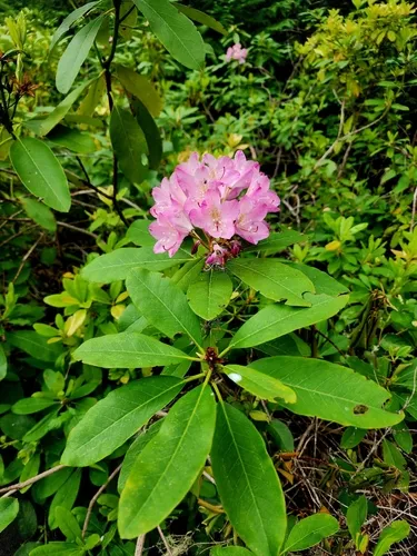 Pacific Rhododendron — photo by Ryley Kvernum
