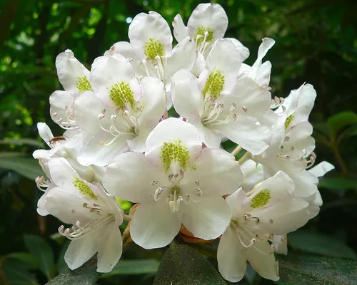 Great Laurel — photo by Arx Fortis