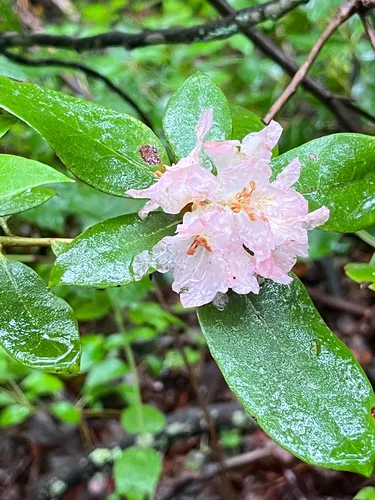 Piedmont Rhododendron — photo by arvande