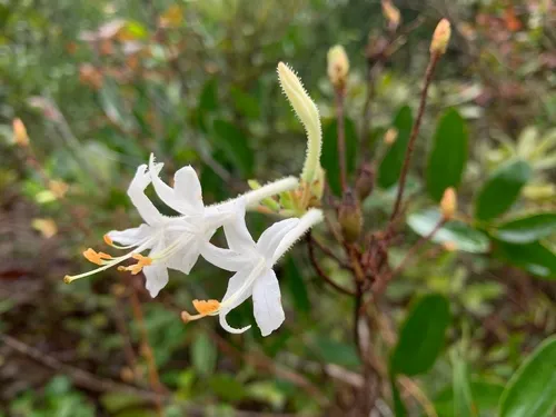 Texas Azalea — photo by Dawn Stover