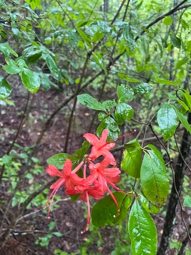 Plumleaf Azalea — photo by justin_homer