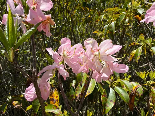 Pinkshell Azalea — photo by Ashley M Bradford