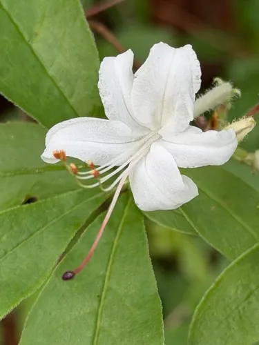 Swamp Azalea — photo by tallpaultheforester
