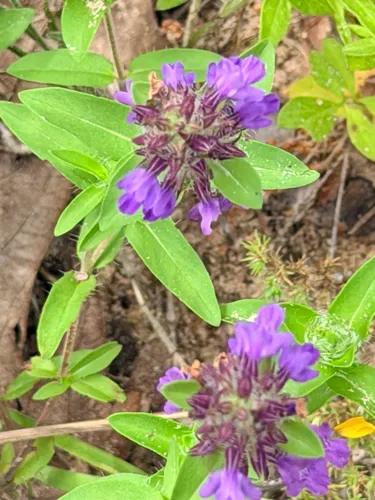 Texas Sandmint — photo by Sue Ann Kendall